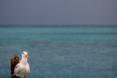 Dry-Tortugas-52