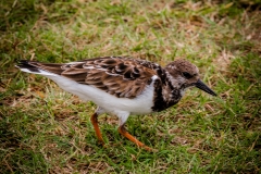 Dry-Tortugas-55