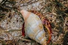 Dry-Tortugas-59