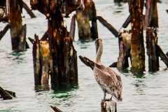 Dry-Tortugas-61