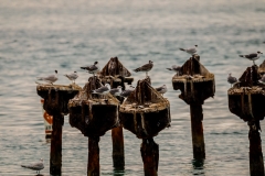 Dry-Tortugas-62