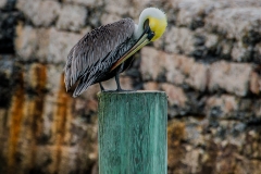 Dry-Tortugas-63