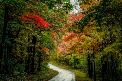 Fall Road 2