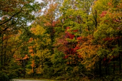 Fall Road 3