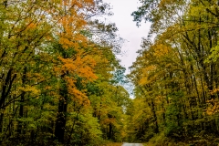 Fall Road 4