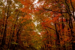 Fall Road 6