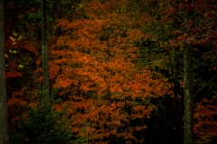 Fall-Scene-1