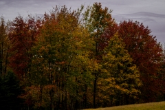 Fall-Scene-2