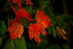 Fall-Scene-26