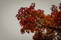 Red Tree