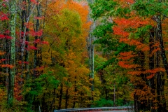 Road - Fall 2