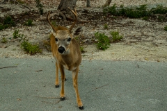 Key-West-Day-Life-59