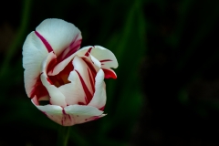 Tulip 33