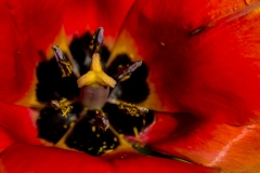 Tulip 5