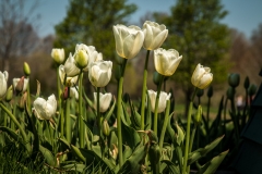 Tulips 2