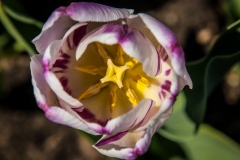 Tulip 13