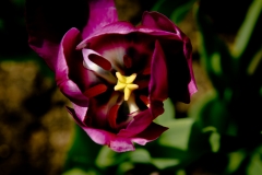 Tulip 14