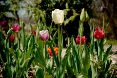 Tulip 16