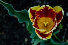 Tulip 18