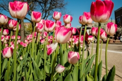 Tulip 27