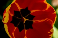 Tulip 9