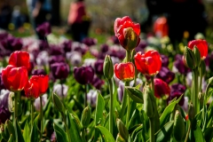 Tulips 1