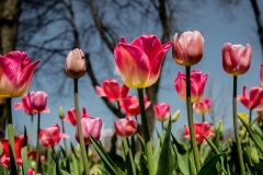 Tulips 4