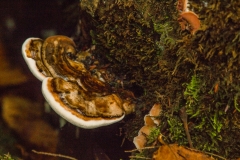 Mushroom-1