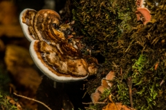 Mushroom-3