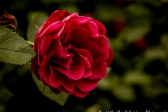 Rose Garden 1
