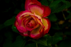 Rose Garden 5