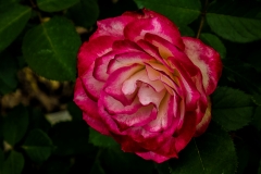 Rose Garden 6