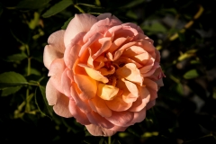 Rose Garden Rose 10