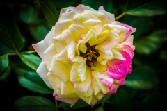 Rose Garden Rose WL1