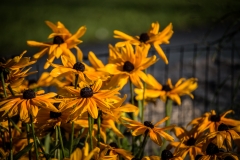 Bunch-Of-yellow-Flowers