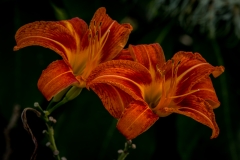 Orange-Flower-1