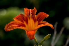 Orange-Flowers