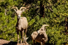 Bighorn-Sheep-Zion-1