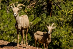 Bighorn-Sheep-Zion