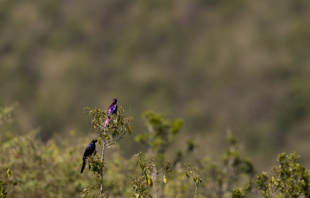 Ruppell Starling