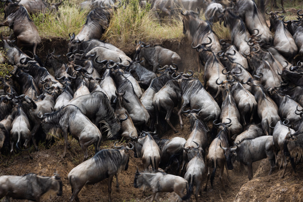 Wildebeest Migration