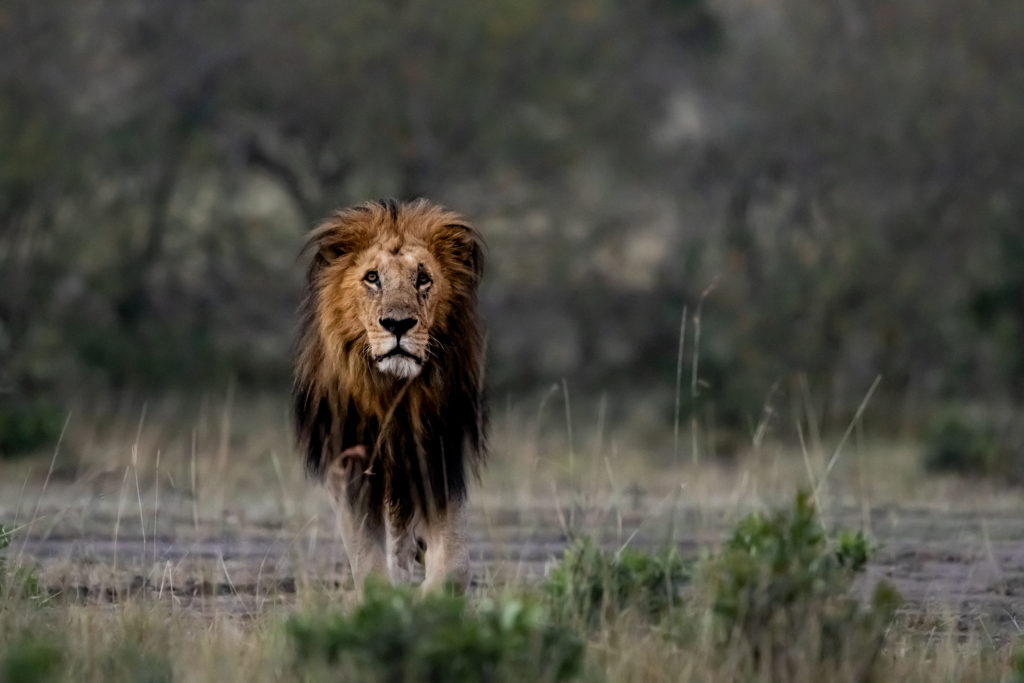 The king of Marsh Pride 