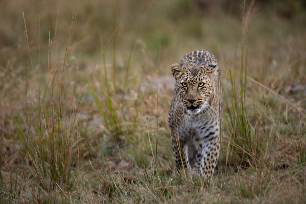 The Bahati - leaopard