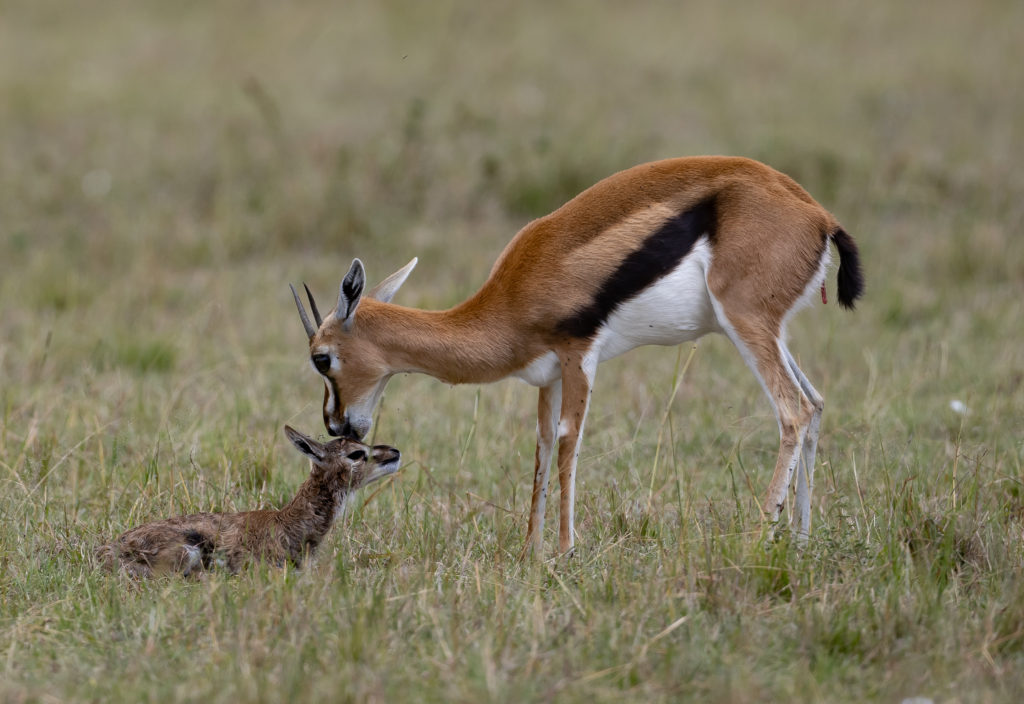 Thomspon Gazelle with its just born baby