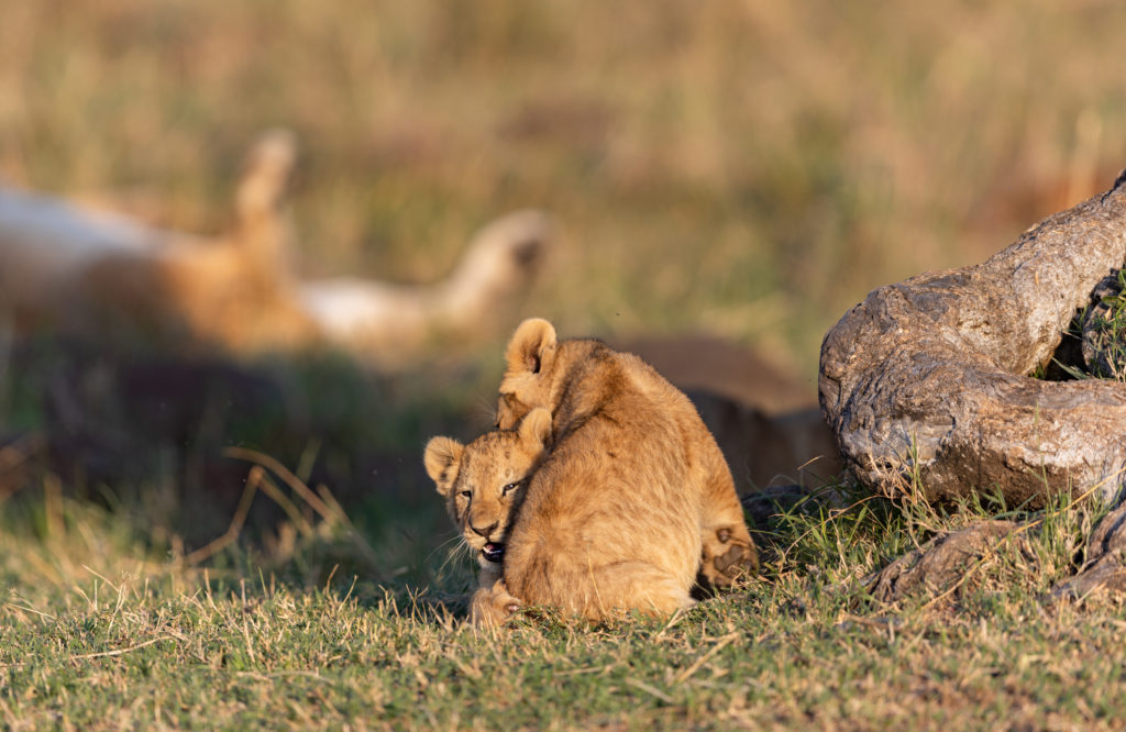 Lion Cubs - Bromance
