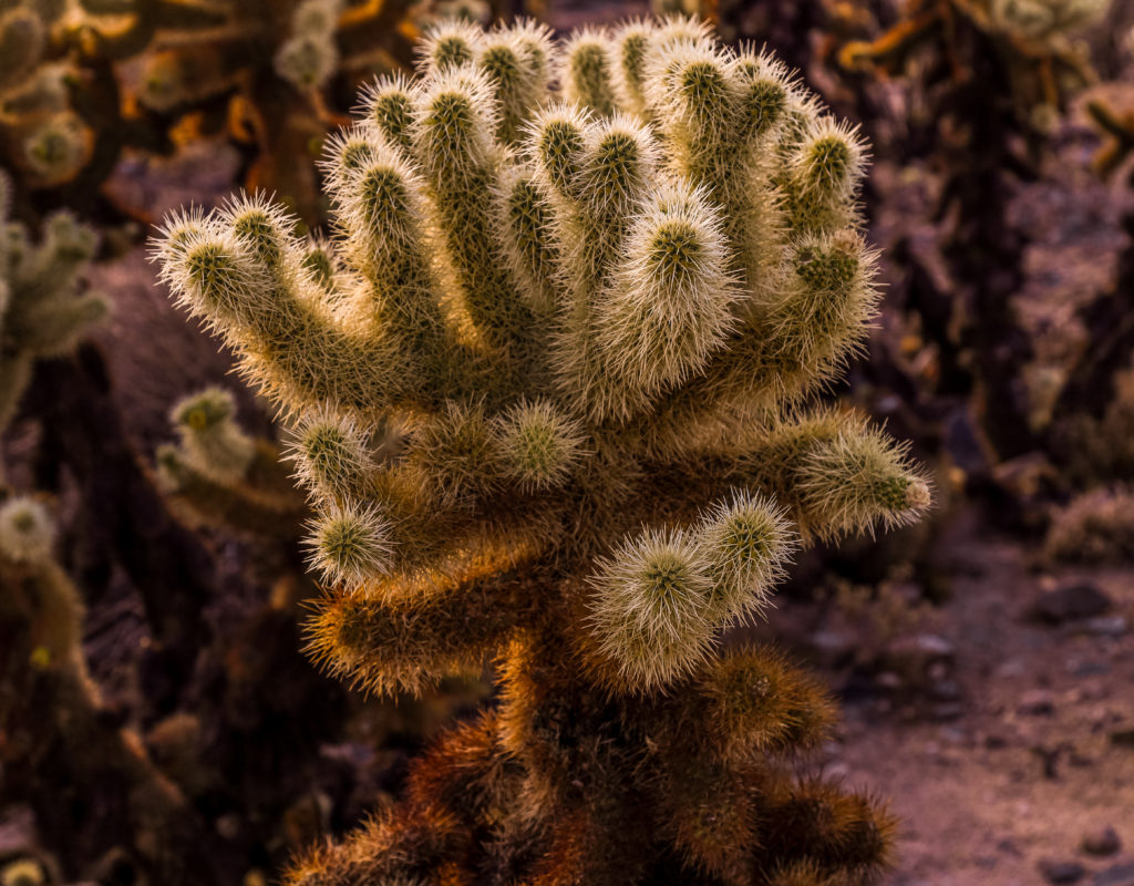 Cholla Cactus Garden