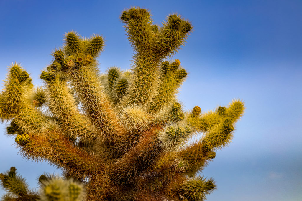 Cholla Cactus 