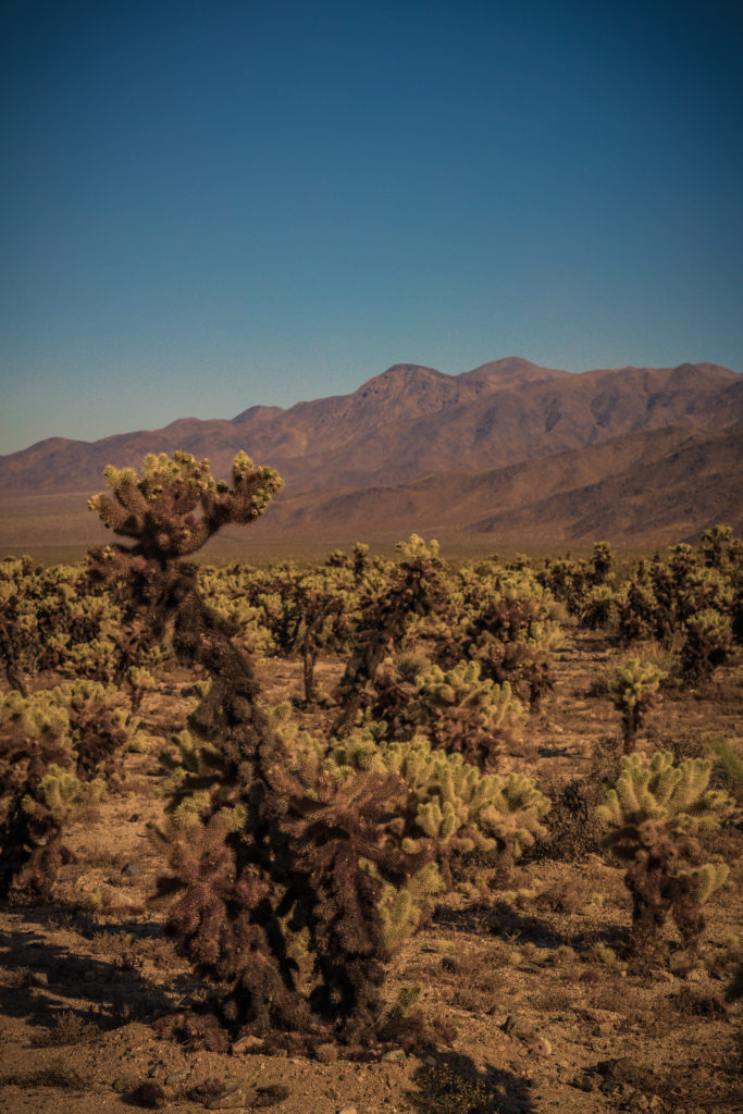 Cholla Cactus Garden