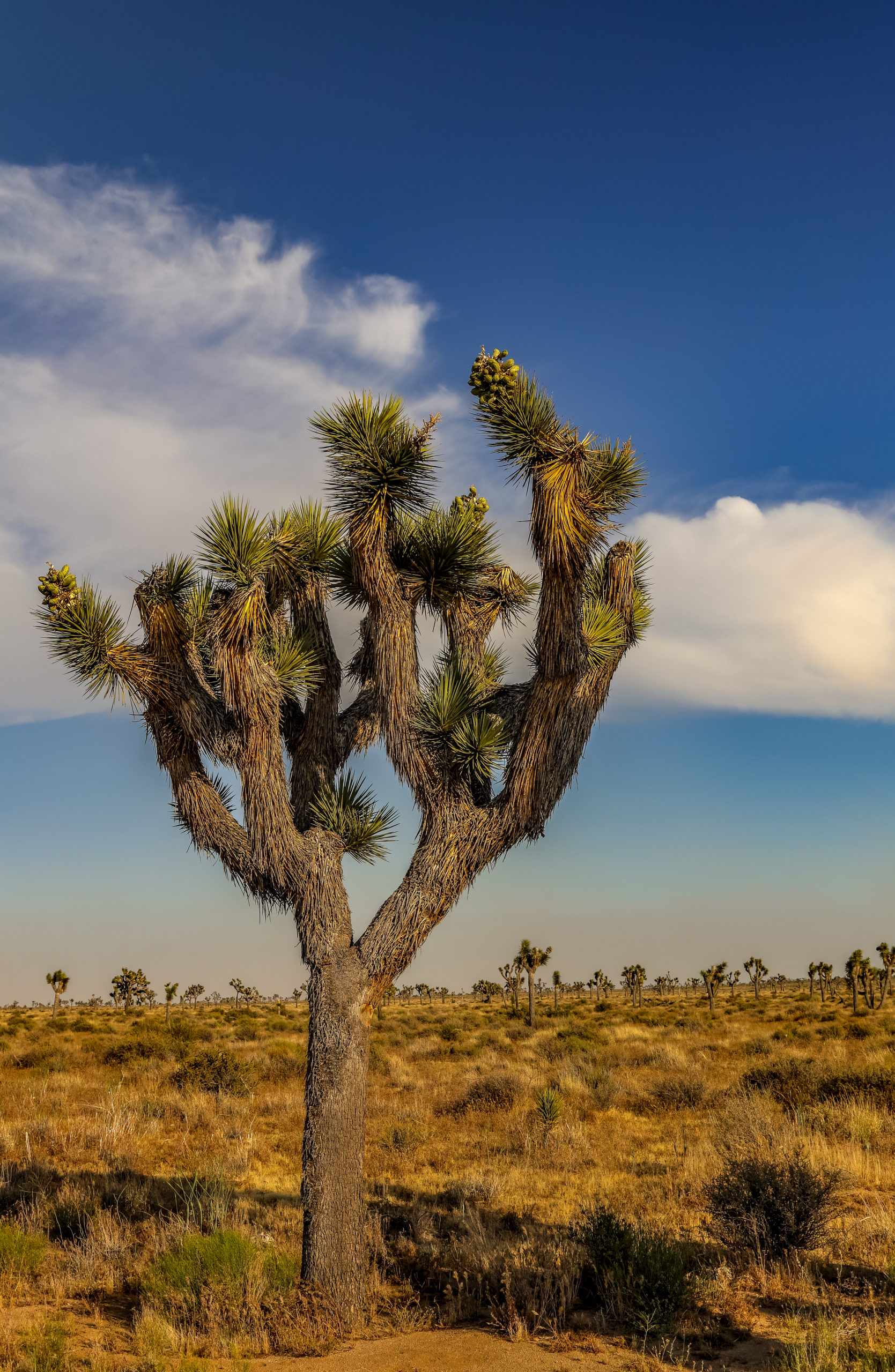 Joshua Tree National Park Ultimate Travel Guide To The Park